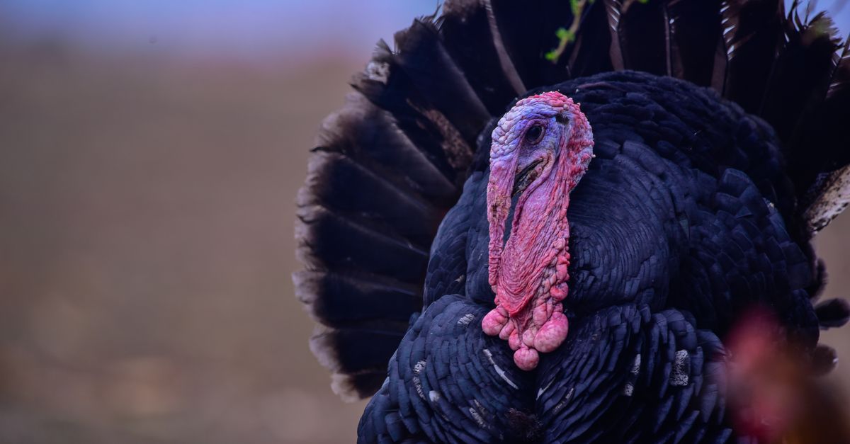 découvrez wobble, une expérience unique pleine de mouvements dynamiques et d'animations captivantes pour dynamiser votre contenu.