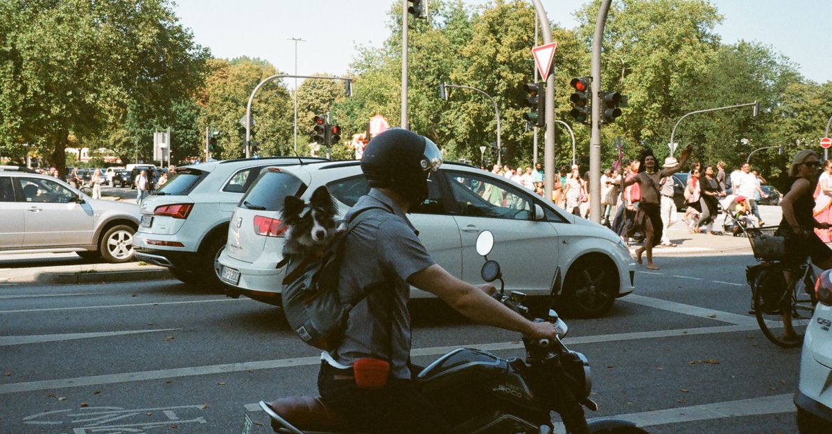 Accueil 8 découvrez les conseils essentiels pour transporter votre animal à moto en toute sécurité : équipement adapté, installation et précautions à prendre.